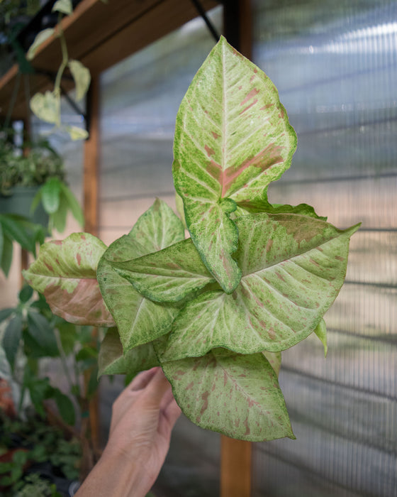 Syngonium Pod. 'Milk Confetti' - 4"