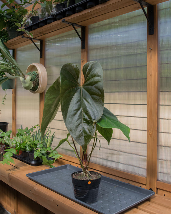 Anthurium Magnificum x Nigrolaminum 6" (Pick Up Only)