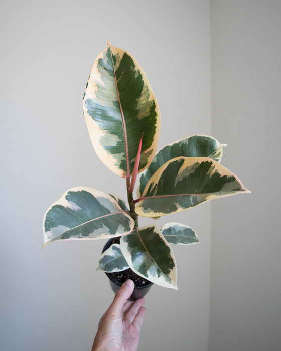 Ficus Elastica 'Tineke' - 4"