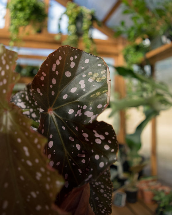 Begonia 'Cracklin Rosie' - 4" (SALE)