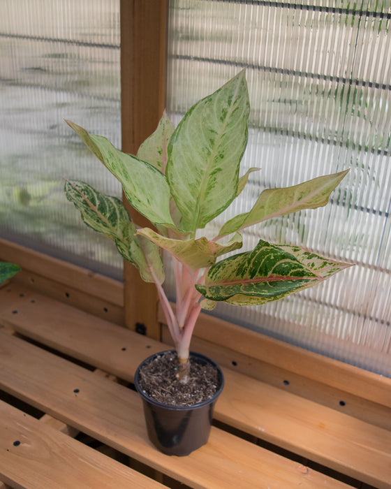 Aglaonema 'Lucky' - 4"