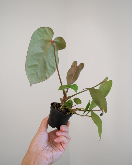 Anthurium Nigrolaminum 'Gigi' Hybrid - 2"