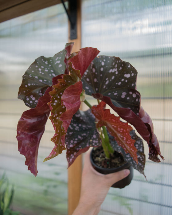 Begonia 'Cracklin Rosie' - 4"