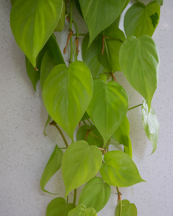 Lemon Heartleaf Philodendron  - 6" (3 FT) (Pick Up Only)