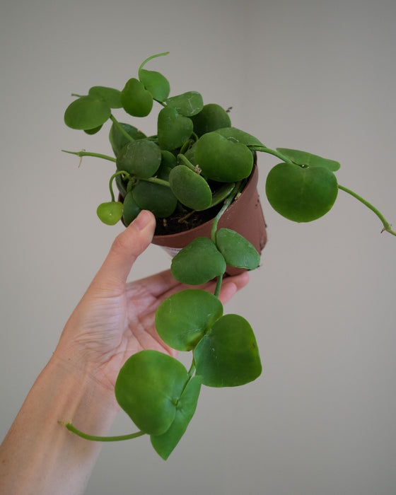 Dischidia Platyphylla - 4"