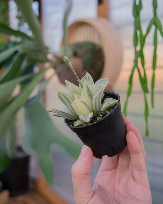 Haworthia Retusa 'Variegata' - 2"