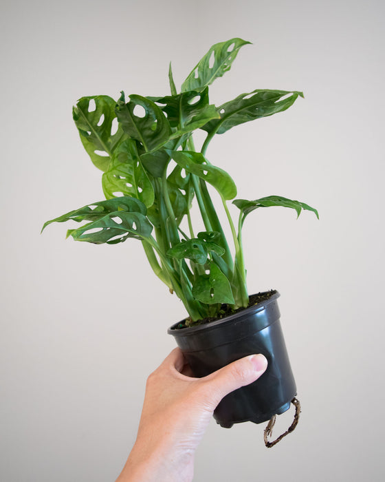 Monstera Adansonii - 4"
