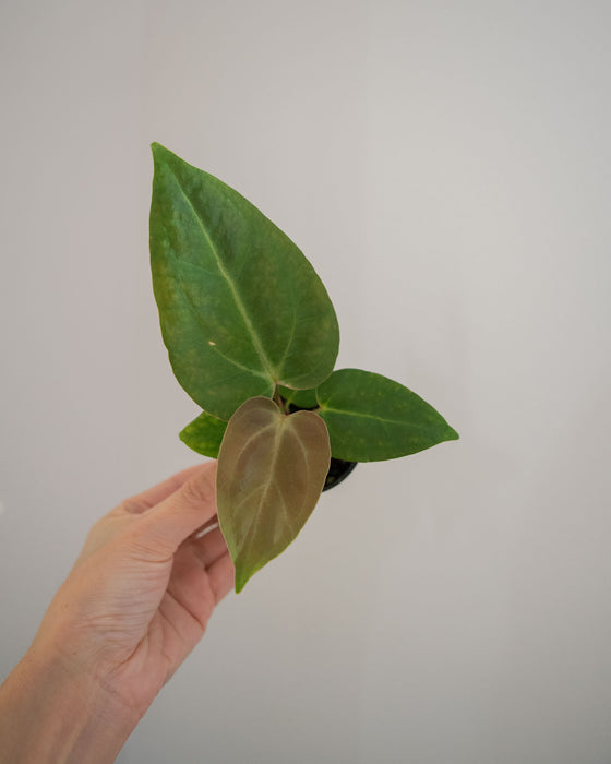 Anthurium Papillilaminum 'Ori' - 2"