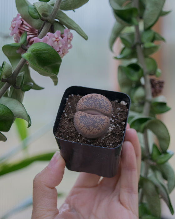 Assorted Lithops - 2"