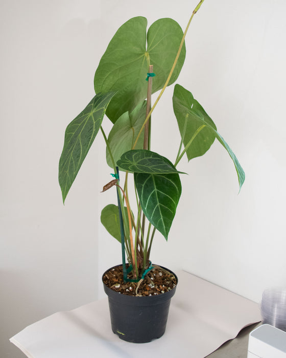 Anthurium Magnificum - 8" (Pick Up Only)(3' Tall)