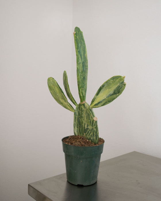 Opuntia Cochenillifera 'Variegata' - 6" (Pick Up Only)