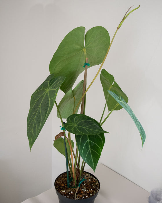 Anthurium Magnificum - 8" (Pick Up Only)(3' Tall)