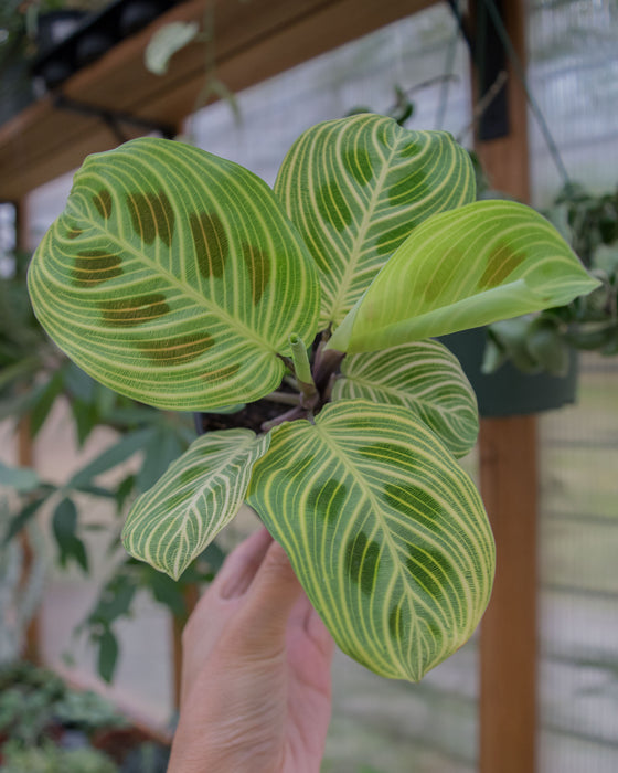 Maranta Leuc' 'Fantasy' - 4"