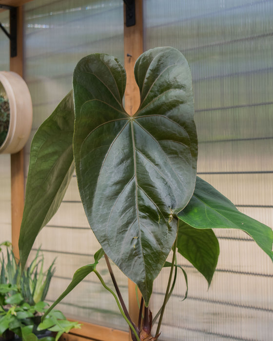 Anthurium Magnificum x Nigrolaminum 6" (Pick Up Only)