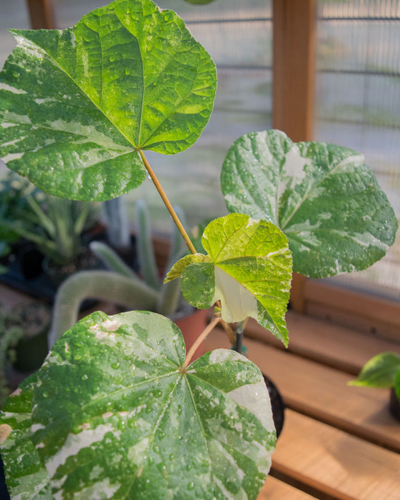 Hibiscus Tiliaceus ‘Variegata’  - 4" (Pick Up Only)