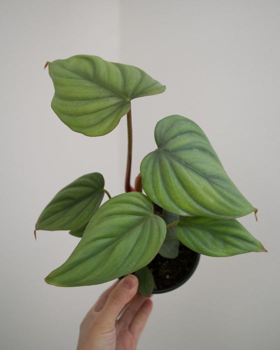 Philodendron sp. Columbia - 4"