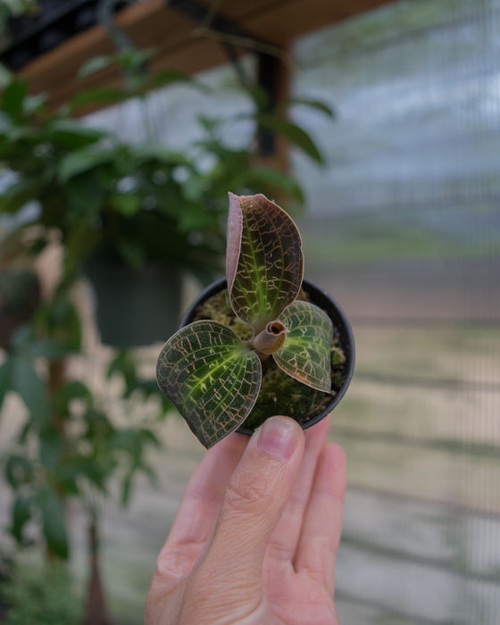 Dossinochilus 'Dreamcatcher' Jewel Orchid - 2"