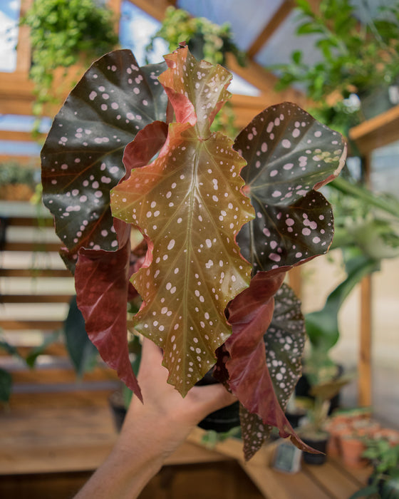 Begonia 'Cracklin Rosie' - 4" (SALE)