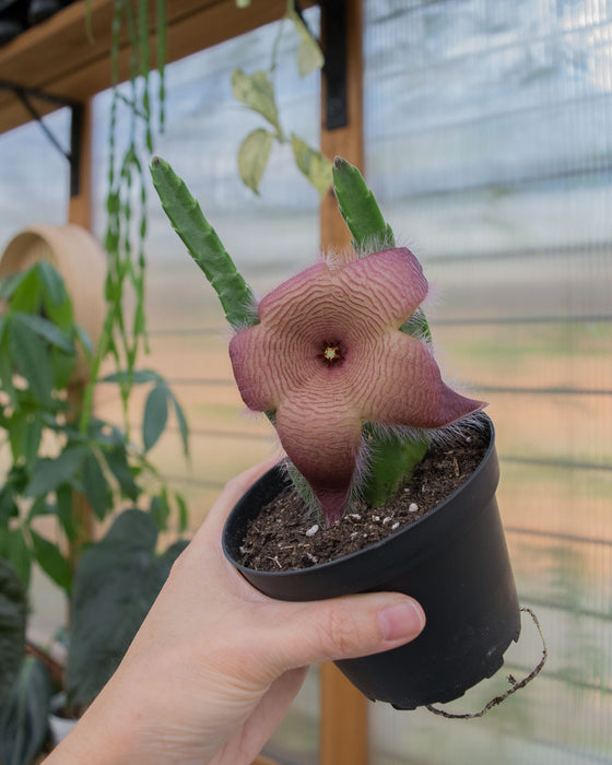 Stapelia Hirsuta- 4"