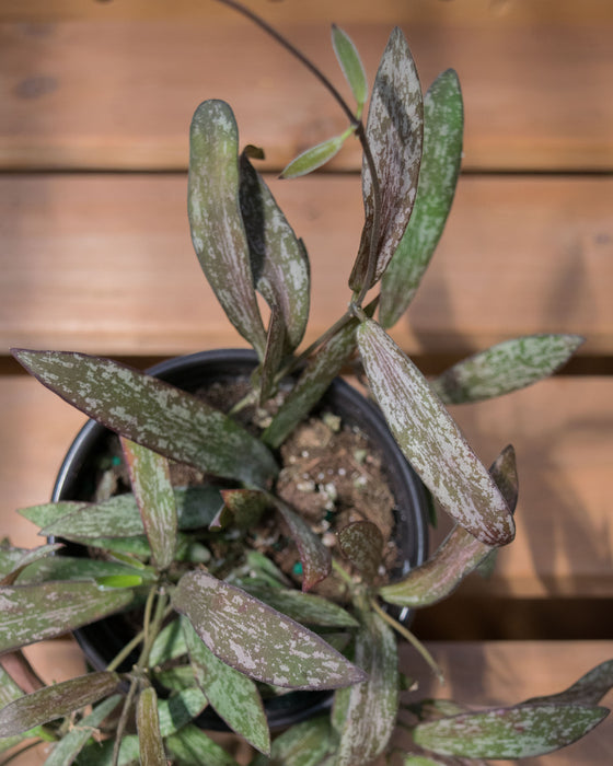 Hoya Sigillatis - 4"