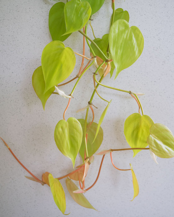 Lemon Heartleaf Philodendron  - 6" (3 FT) (Pick Up Only)