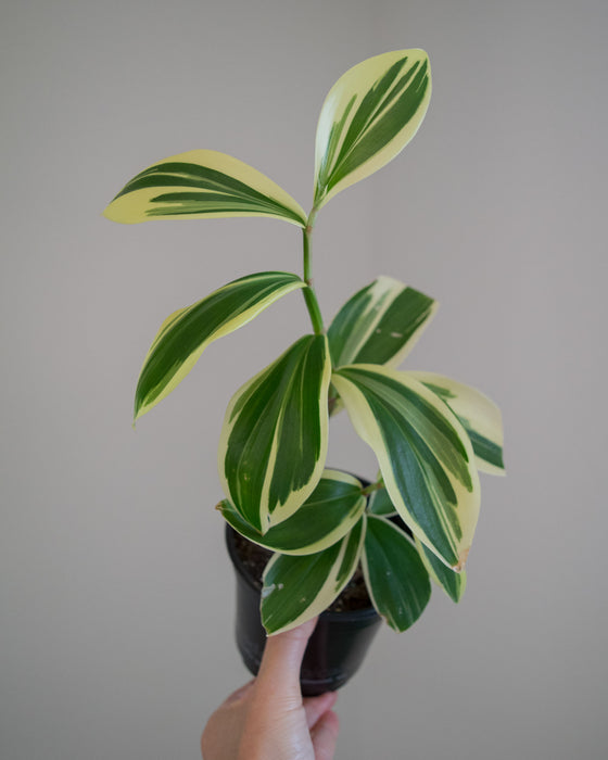 Cheilocostus Speciosus 'Variegatus' Crepe Ginger - 4"