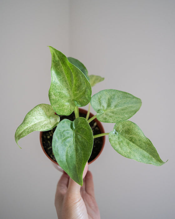 Alocasia Cucullata 'White Marble' - 4"