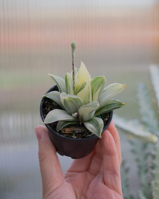 Haworthia Retusa 'Variegata' - 2"