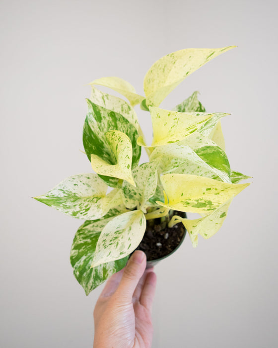 Pothos Snow Queen- 4"