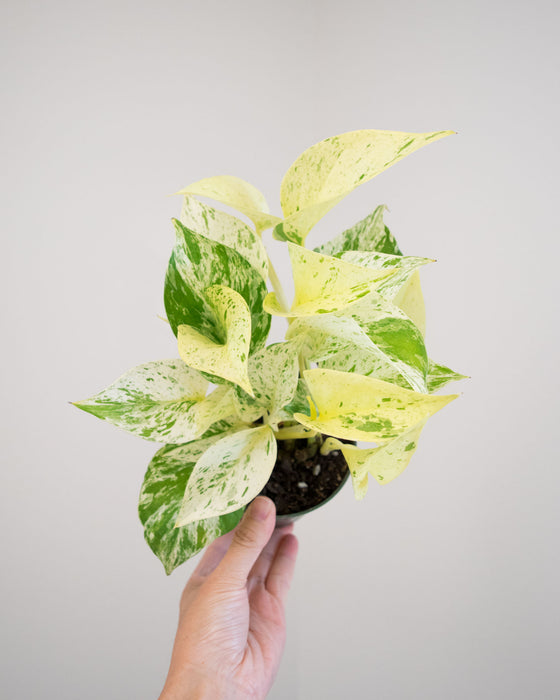 Pothos Snow Queen- 4"