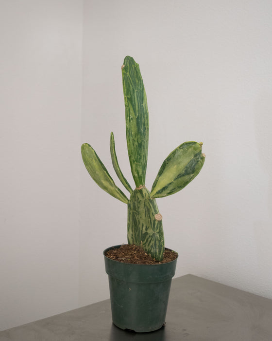 Opuntia Cochenillifera 'Variegata' - 6" (Pick Up Only)