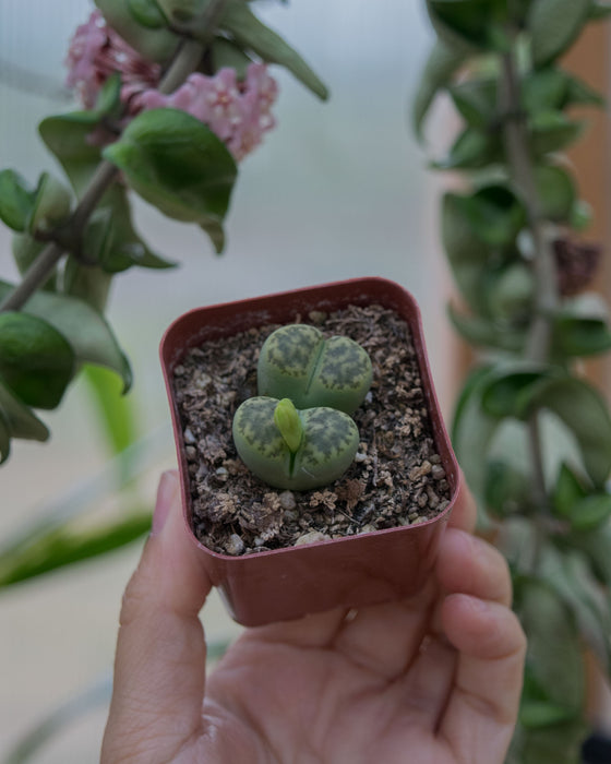 Assorted Lithops - 2"