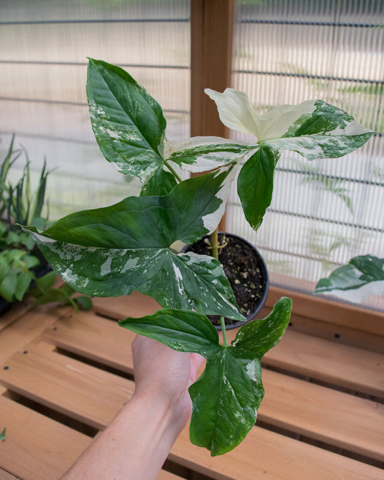 Syngonium 'Albo Variegated' - 4"