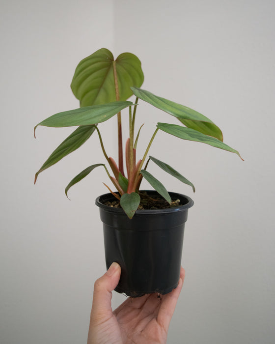 Philodendron sp. Columbia - 4"