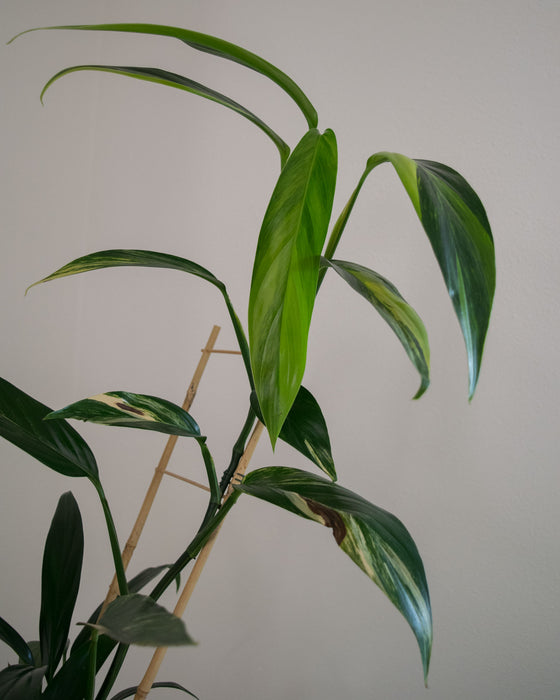 Epipremnum Amplissimum 'Variegata' - 6" (Pick Up Only)
