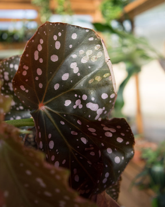 Begonia 'Cracklin Rosie' - 4" (SALE)