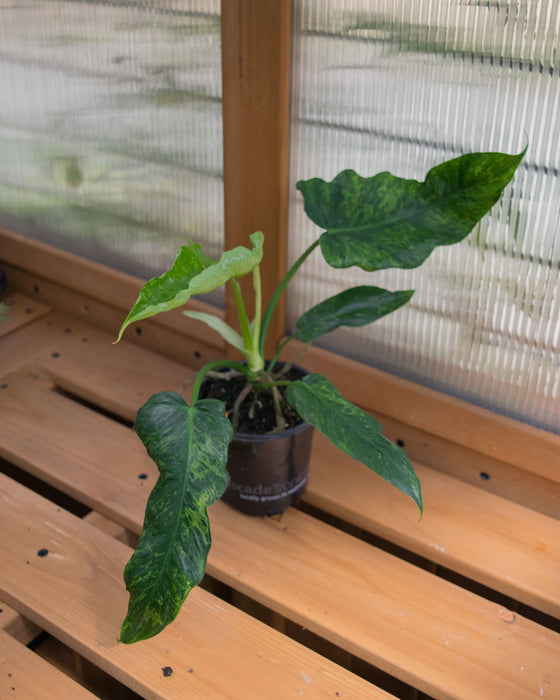 Philodendron 'Golden Dragon' - 4"