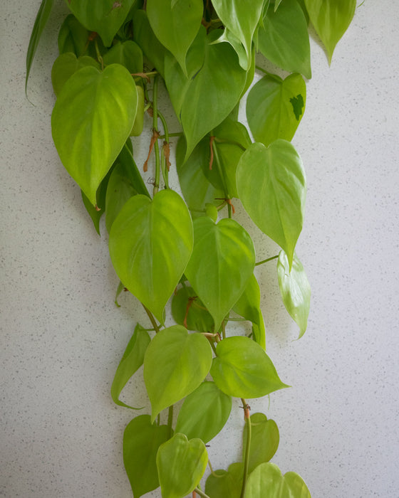 Lemon Heartleaf Philodendron  - 6" (3 FT) (Pick Up Only)