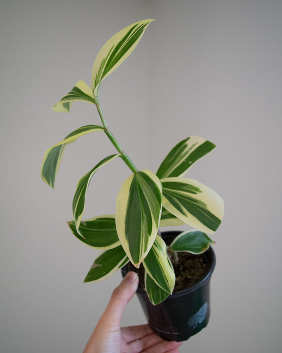 Cheilocostus Speciosus 'Variegatus' Crepe Ginger - 4"