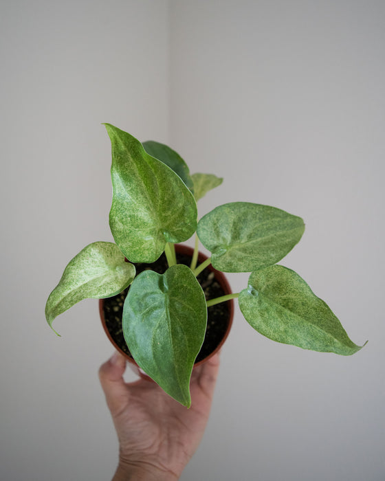 Alocasia Cucullata 'White Marble' - 4"