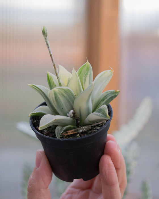 Haworthia Retusa 'Variegata' - 2"