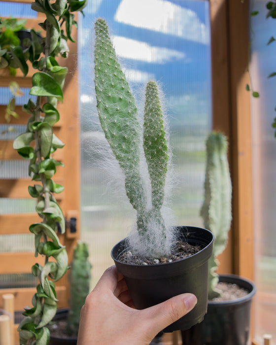Opuntia Pailana 'Wooly Pads' - 4"