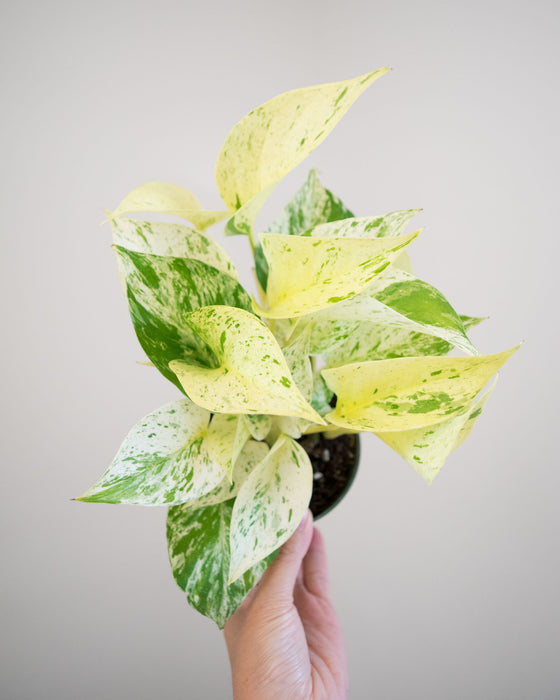 Pothos Snow Queen- 4"