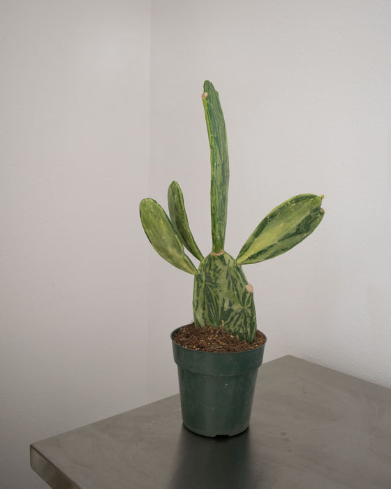 Opuntia Cochenillifera 'Variegata' - 6" (Pick Up Only)