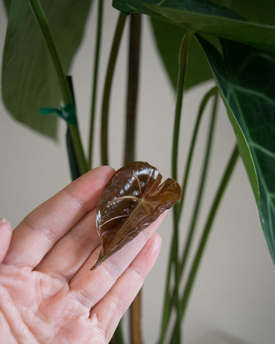 Anthurium Magnificum - 8" (Pick Up Only)(3' Tall)