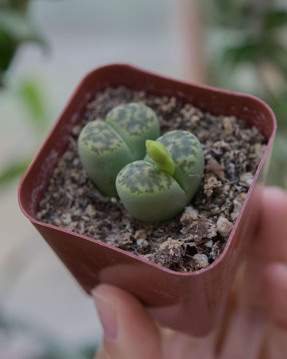 Assorted Lithops - 2"