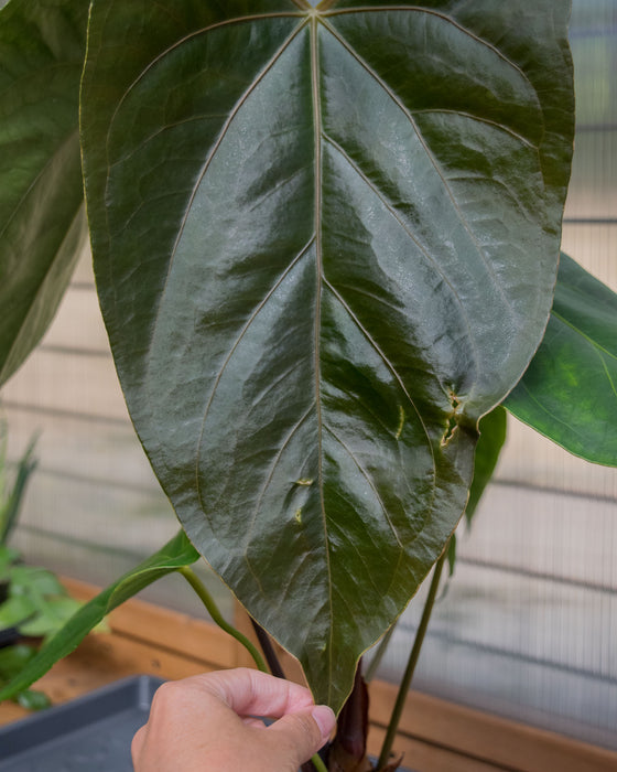 Anthurium Magnificum x Nigrolaminum 6" (Pick Up Only)