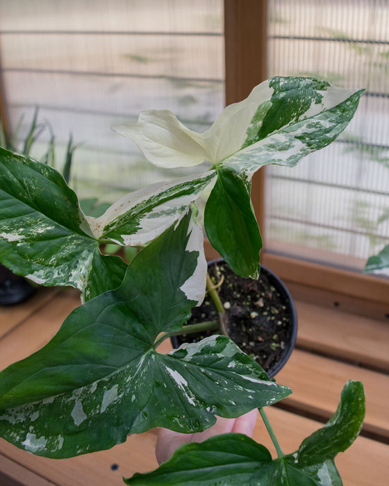 Syngonium 'Albo Variegated' - 4"