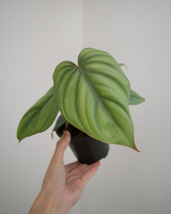 Philodendron sp. Columbia - 4"