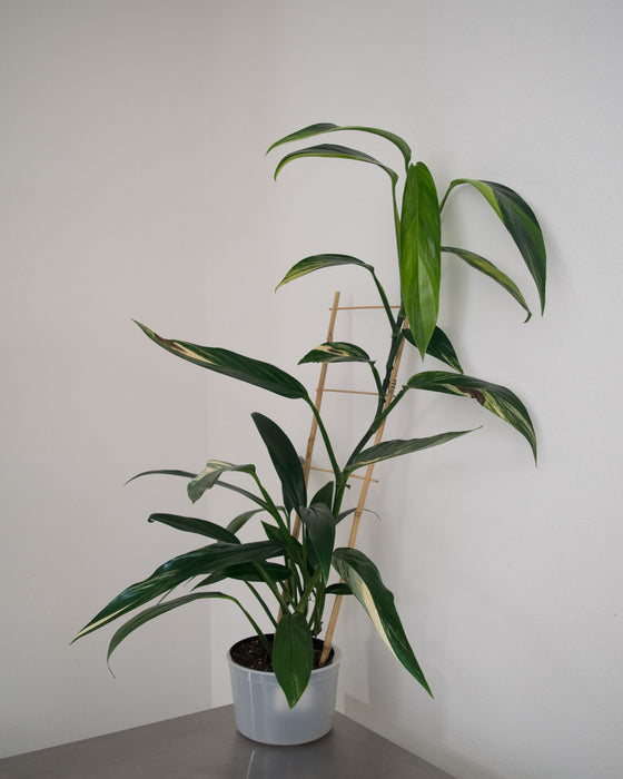 Epipremnum Amplissimum 'Variegata' - 6" (Pick Up Only)